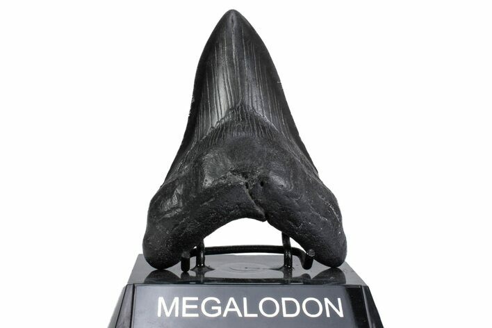 Fossil Megalodon Tooth - South Carolina #380131